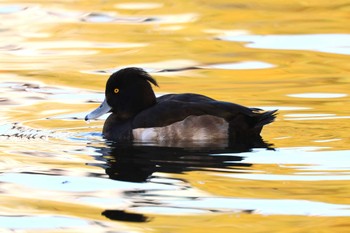 2023年12月9日(土) 石神井公園の野鳥観察記録