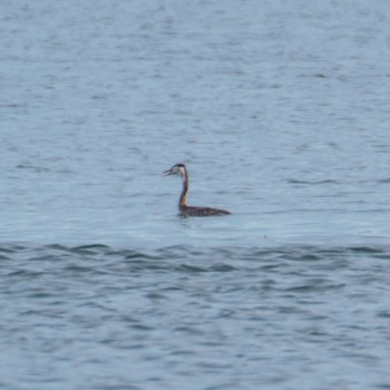 Great Crested Grebe 野蒜 Tue, 12/5/2023