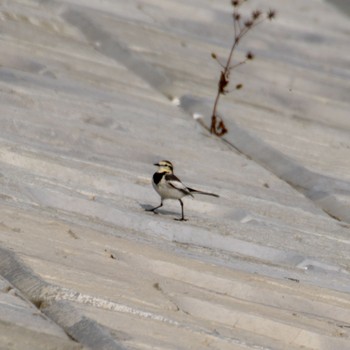 White Wagtail 野蒜 Tue, 12/5/2023