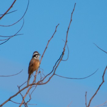 Meadow Bunting 野蒜 Tue, 12/5/2023