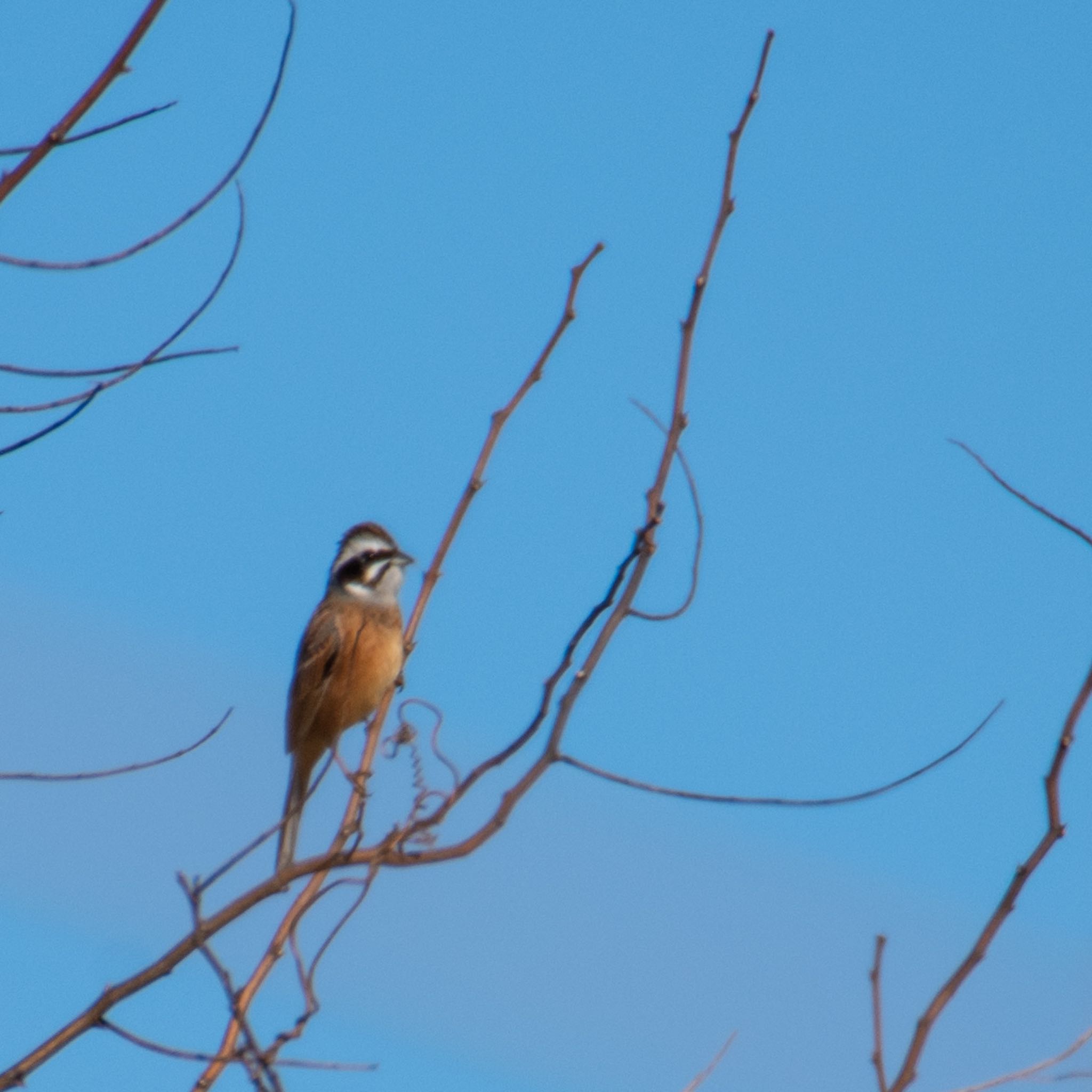 Photo of Meadow Bunting at 野蒜 by モズもず