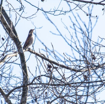 Dusky Thrush みちのく杜の湖畔公園 Sat, 12/9/2023