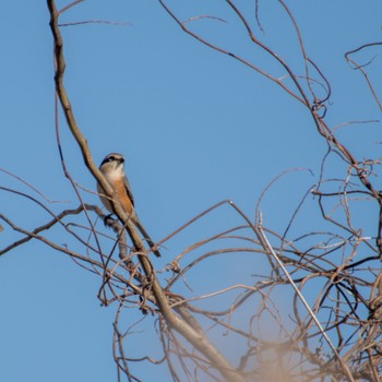 Bull-headed Shrike 野蒜 Tue, 12/5/2023