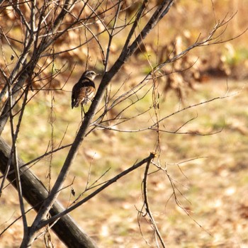 Dusky Thrush みちのく杜の湖畔公園 Sat, 12/9/2023