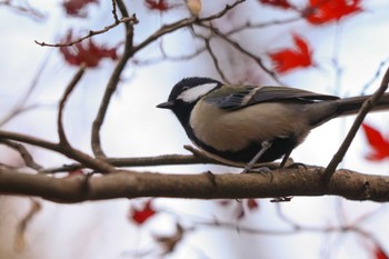 シジュウカラ 薬師池公園 2023年12月9日(土)