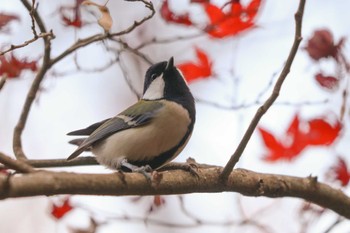 シジュウカラ 薬師池公園 2023年12月9日(土)