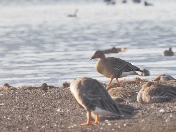 オオヒシクイ 湖北野鳥センター 2023年12月9日(土)