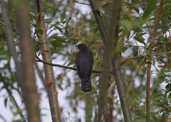 Common Cuckoo 猪名川公園 Mon, 10/15/2018