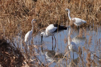 Oriental Stork Unknown Spots Sat, 12/9/2023