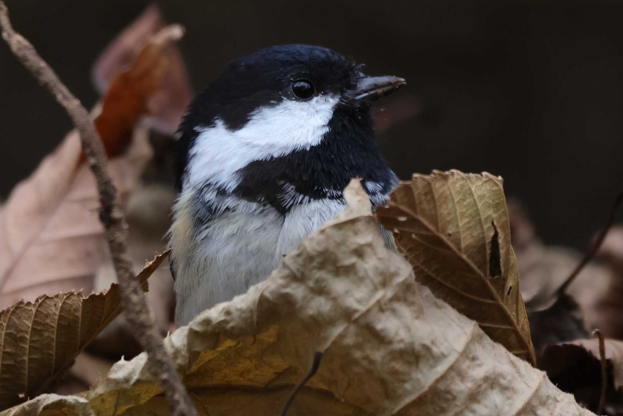 Coal Tit