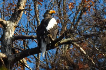 Steller's Sea Eagle 山本山(滋賀県) Sat, 12/9/2023