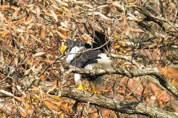 オオワシ 山本山(滋賀県) 2023年12月9日(土)