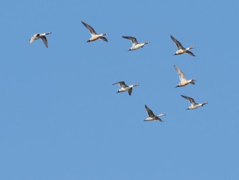 オナガガモ ふなばし三番瀬海浜公園 2023年12月2日(土)