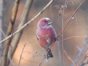 Pallas's Rosefinch 岡谷林道 Fri, 12/8/2023