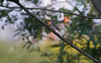 Asian Brown Flycatcher 猪名川公園 Mon, 10/15/2018