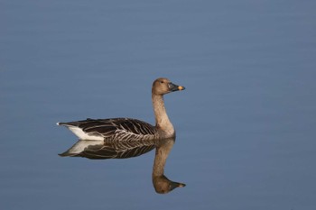 2023年12月10日(日) 境川遊水地公園の野鳥観察記録