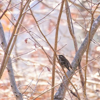 Rustic Bunting みちのく杜の湖畔公園 Sat, 12/9/2023