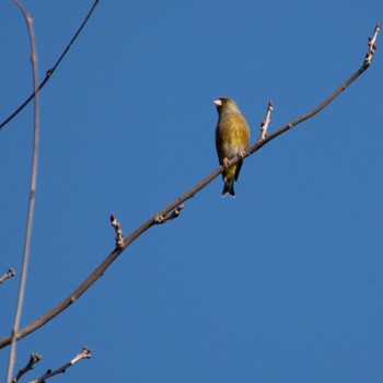 Hawfinch みちのく杜の湖畔公園 Sat, 12/9/2023