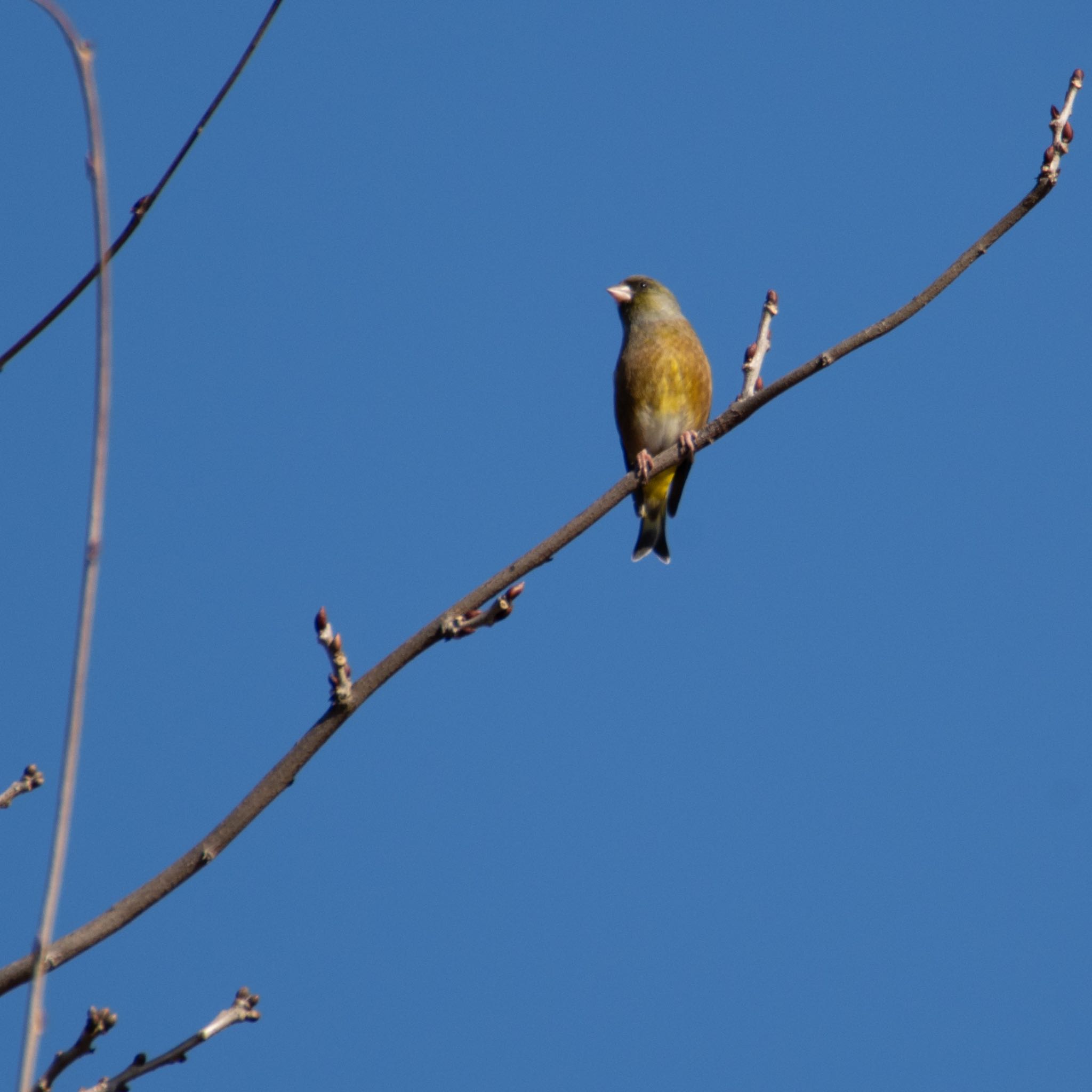 Photo of Hawfinch at みちのく杜の湖畔公園 by モズもず
