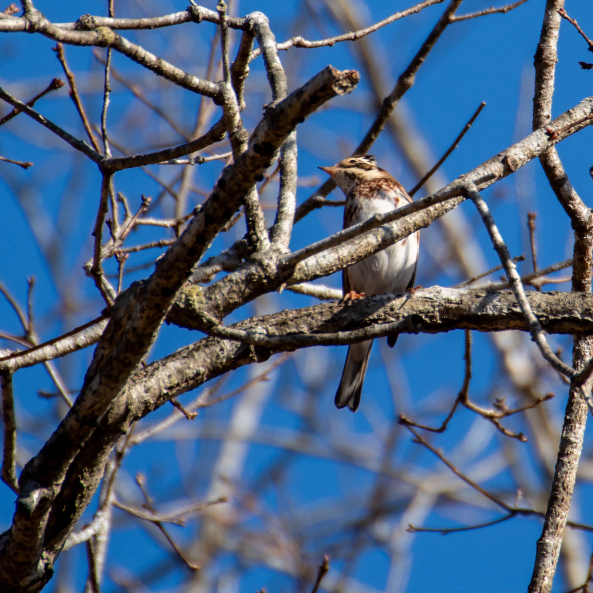 Rustic Bunting