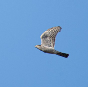 Eurasian Sparrowhawk みちのく杜の湖畔公園 Sat, 12/9/2023