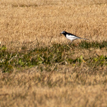 Japanese Wagtail みちのく杜の湖畔公園 Sat, 12/9/2023