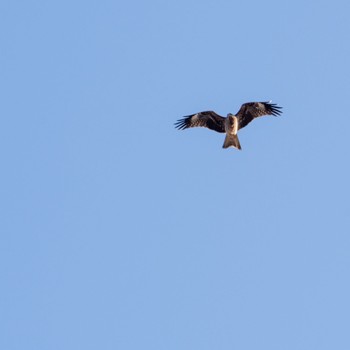 Black Kite みちのく杜の湖畔公園 Sat, 12/9/2023