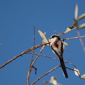 Long-tailed Tit みちのく杜の湖畔公園 Sat, 12/9/2023