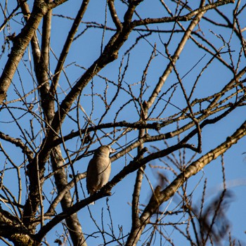 Hawfinch みちのく杜の湖畔公園 Sat, 12/9/2023