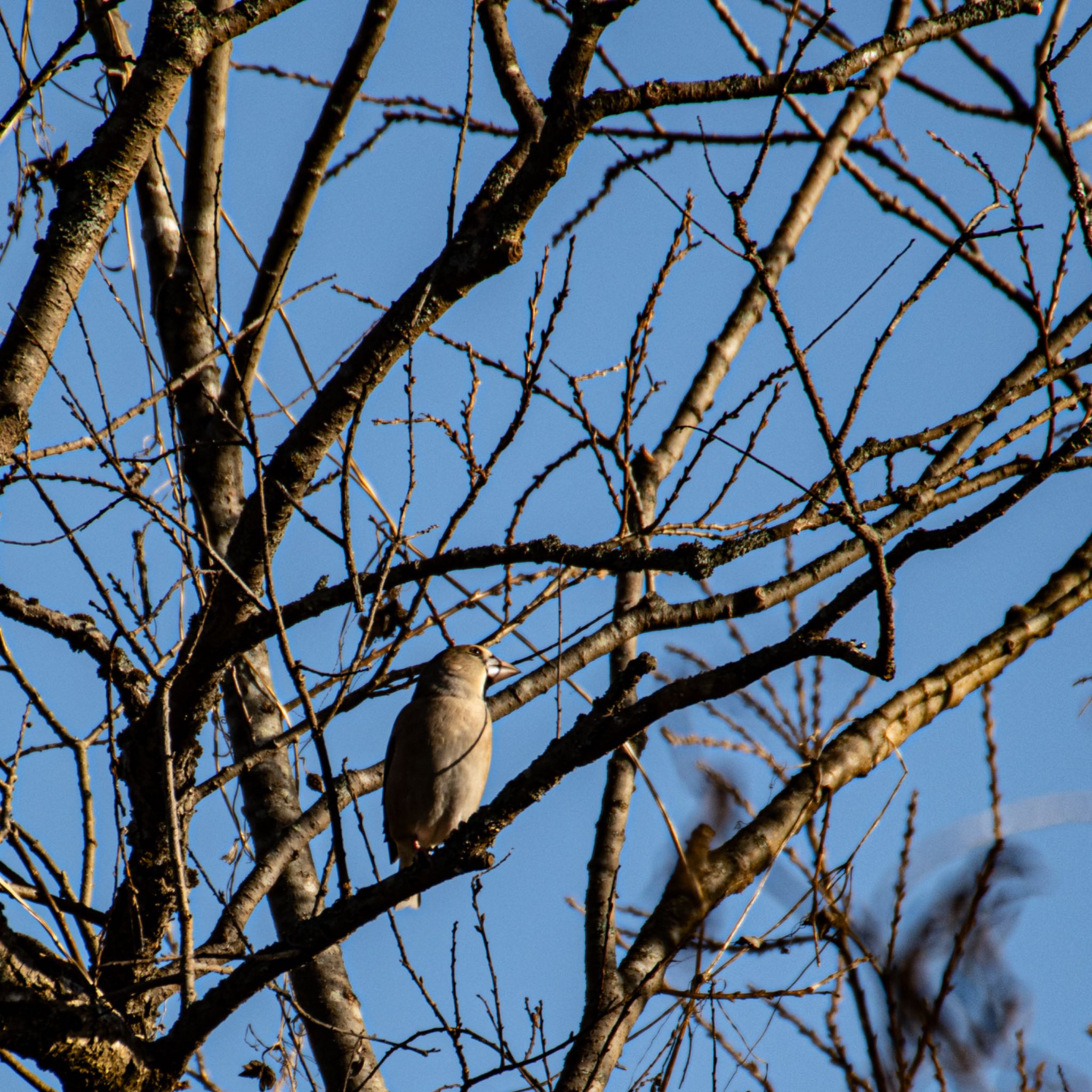 Hawfinch