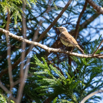 Pale Thrush みちのく杜の湖畔公園 Sat, 12/9/2023