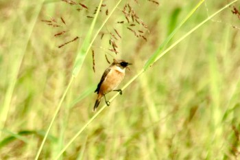 Amur Stonechat 和歌山市紀ノ川 Mon, 10/15/2018