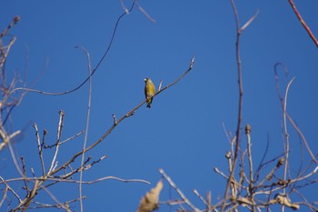 Grey-capped Greenfinch みちのく杜の湖畔公園 Sat, 12/9/2023