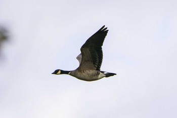 Cackling Goose Kabukuri Pond Sat, 11/25/2023
