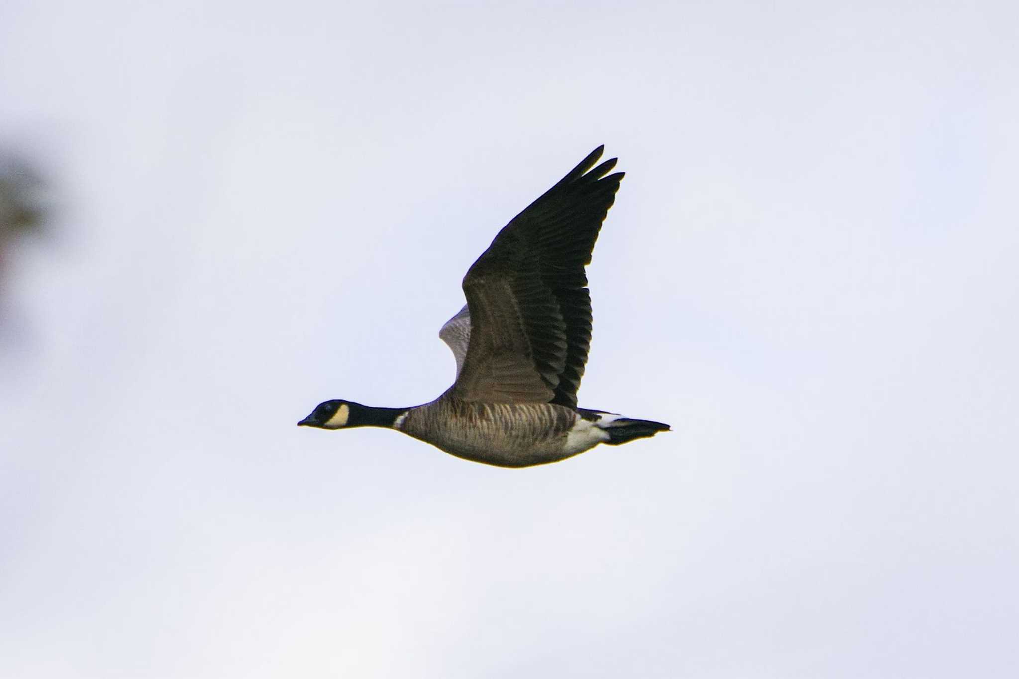 Photo of Cackling Goose at Kabukuri Pond by BW11558