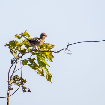 Siberian Long-tailed Rosefinch みちのく杜の湖畔公園 Tue, 12/5/2023