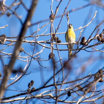 Eurasian Siskin みちのく杜の湖畔公園 Sat, 12/9/2023