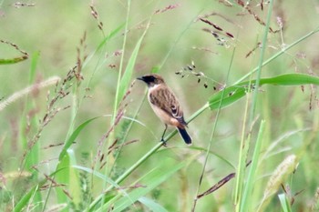 Amur Stonechat 和歌山市紀ノ川 Mon, 10/15/2018