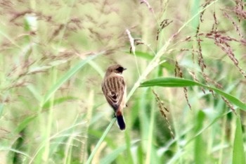 Unknown Species 和歌山市紀ノ川 Mon, 10/15/2018