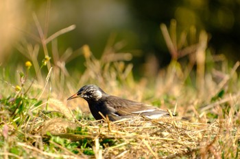 ムクドリ 葛西臨海公園 2023年12月10日(日)