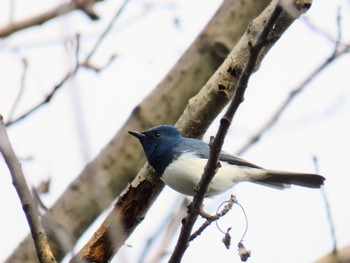 Leaden Flycatcher Jindabyne, NSW, Australia Thu, 12/7/2023