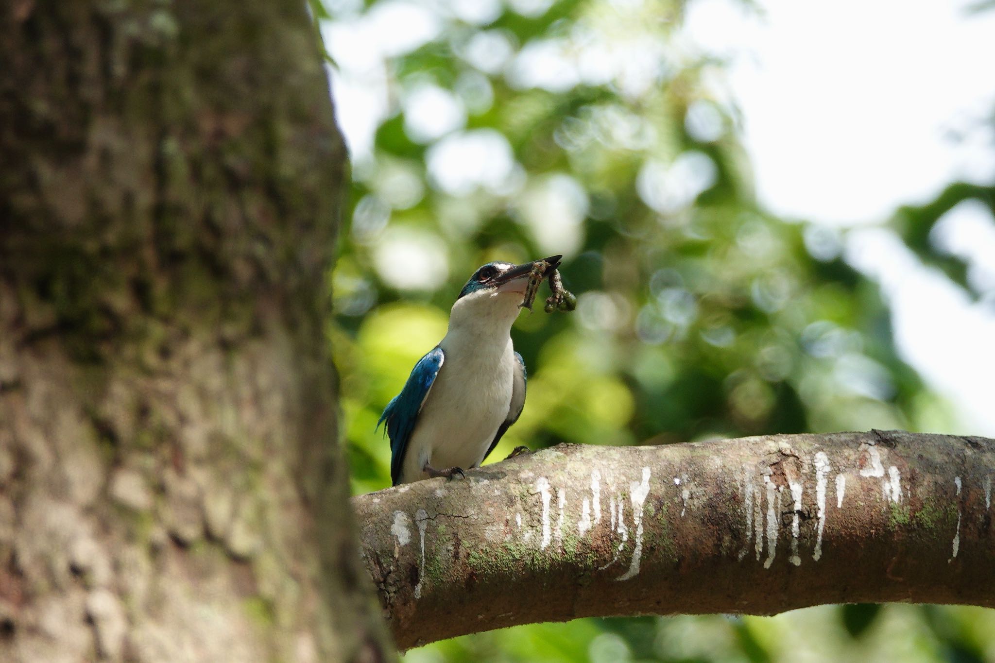 Photo of Collared Kingfisher at East Coast Park by のどか