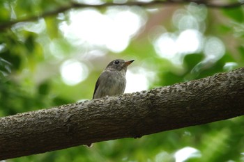 Asian Brown Flycatcher East Coast Park Sun, 3/19/2023