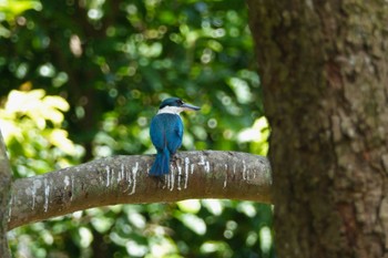 Collared Kingfisher East Coast Park Sun, 3/19/2023