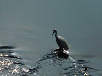 Sun, 12/10/2023 Birding report at 平和の森公園、妙正寺川