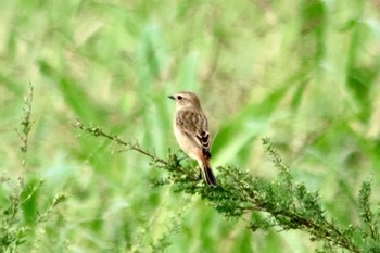 Amur Stonechat 和歌山市紀ノ川 Mon, 10/15/2018