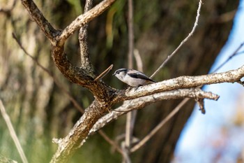 エナガ 京都府立植物園 2023年12月10日(日)