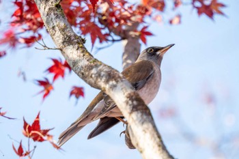 シロハラ 京都府立植物園 2023年12月10日(日)