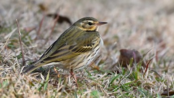 2023年12月9日(土) 馬見丘陵公園の野鳥観察記録