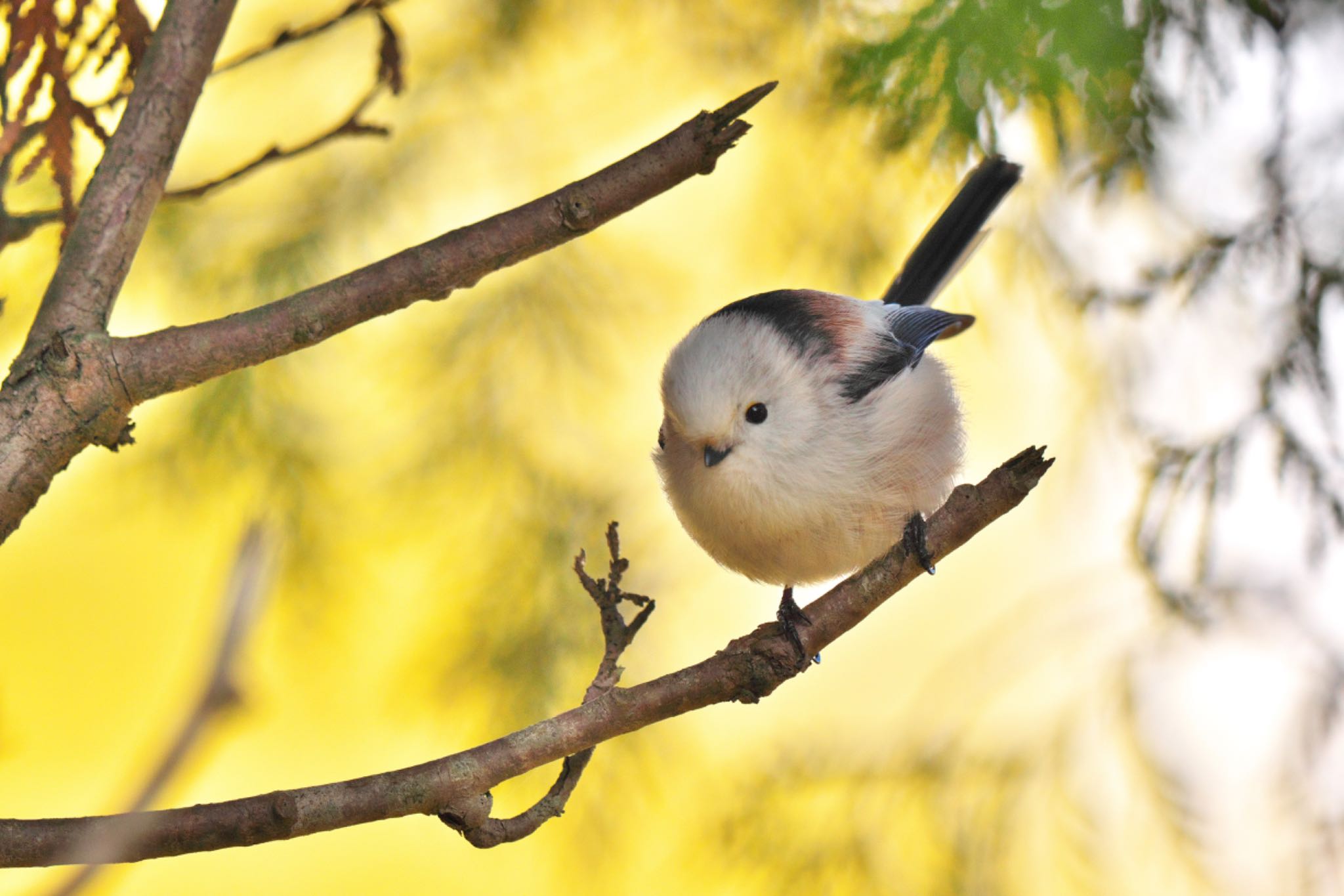 Photo of Long-tailed tit(japonicus) at Tomakomai Experimental Forest by minamikaze777